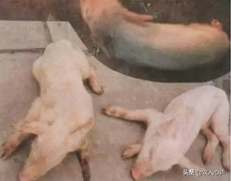 猪伪急性脑炎什么症状:在农村养猪，猪得了传染性脑脊髓炎如何诊治？
