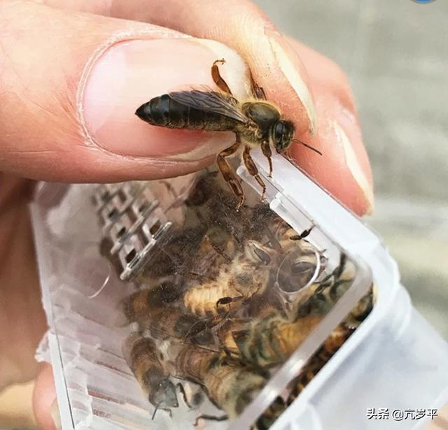 老蜂王提到别的蜂箱里别的蜜蜂能接受吗？为什么？