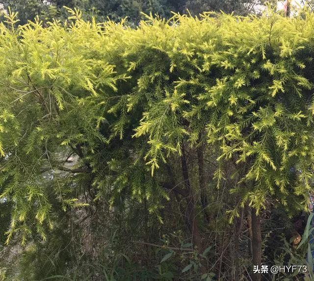 郭美美家庭背景:家境处境境遇境况意义是不是相同