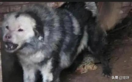 燕京獒园红尔:我国还有多少只纯种的“鬼脸獒王”？为什么？