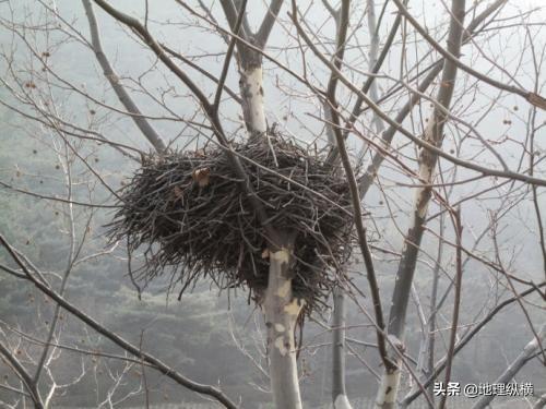 为啥喜鹊窝不怕雨雪，过去鸟筑巢都是在树上，为什么现在都在高压线铁塔上筑巢