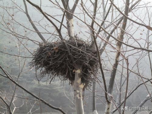 拟厦鸟鸟巢:过去鸟筑巢都是在树上，为什么现在都在高压线铁塔上筑巢？