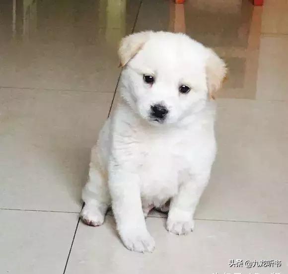 纯种凯安梗幼犬好养吗:如何正确地挑选一条土狗？