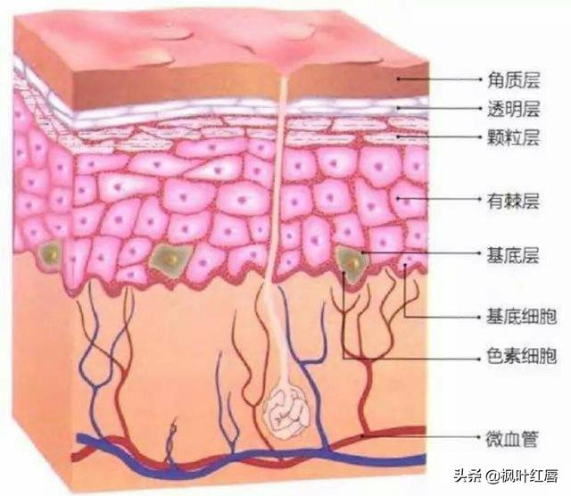 水解胶原纤脸面膜胶(水解胶原精华面膜)