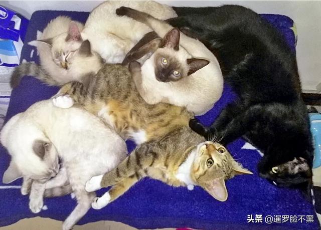 瓜皮猫原图:怎么让猫咪知道自己犯错了？