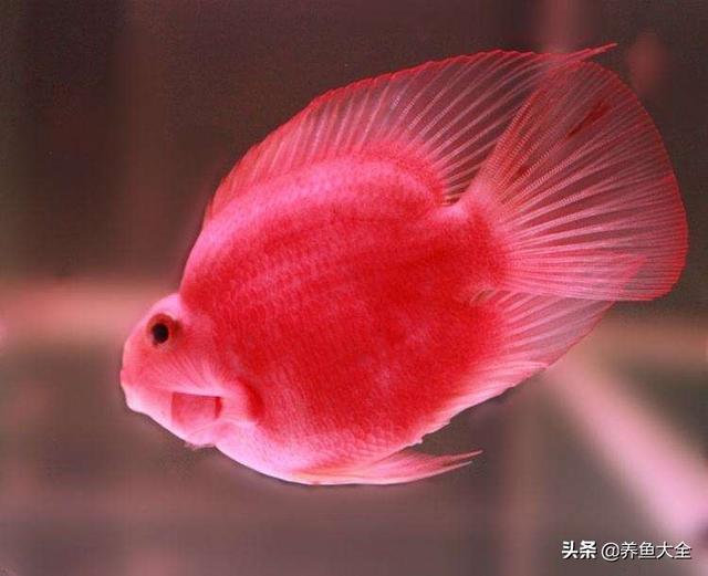 鹦鹉鱼常见病及图片:鱼友们，我这血鹦鹉用黄粉没效果，现在开始皮肤溃烂，怎么治呢？