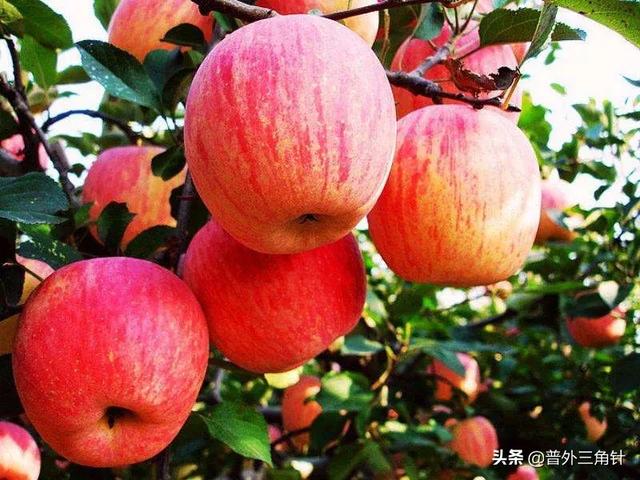 降血糖最快的3种水果是什么？