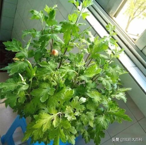 植物的营养元素:大量元素，主要元素，基本元素，最基本元素。帮忙解释区别一下？