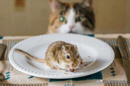 老鼠老鼠爱吃什么食物:老鼠最喜欢吃什么食物 老鼠最爱吃的食物，爱啃的材质？