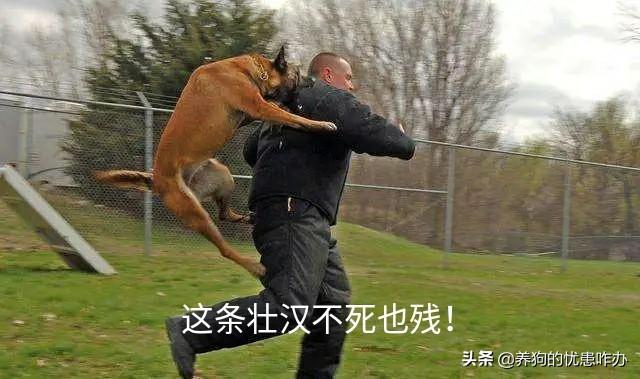 杭州宠物安乐死多少钱:狗狗被安乐死是什么意思？
