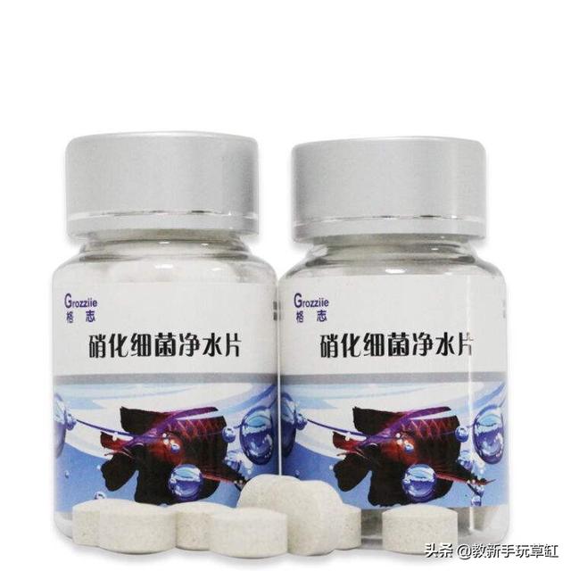 硝化细菌的作用:鱼缸里的硝化菌多了对鱼有影响吗？