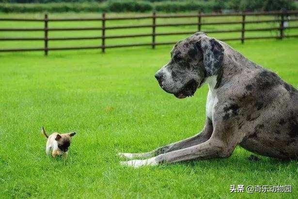 头条问答 世界上最大的是犬种可以和最小的犬种杂交吗 19个回答