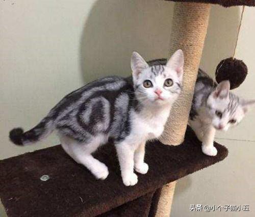 波斯猫儿 绝版视频:世界上最好看的猫是什么猫？