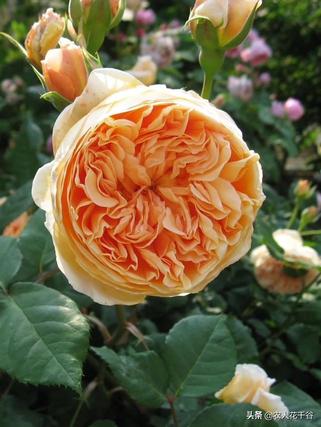vents月季花品种介绍及图片:能不能推荐一种勤花多季、有香味的爬藤月季？