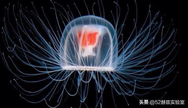 鬼发水母:你看过最奇特的水母长什么样？