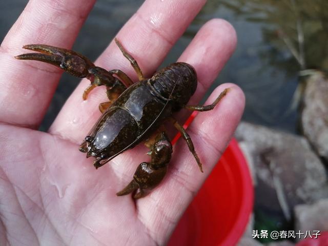 东北的喇蛄和南方的小龙虾是一个品种吗