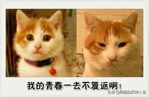 你有没有后悔过给猫咪取的名字(有创意的猫咪名字特别萌)