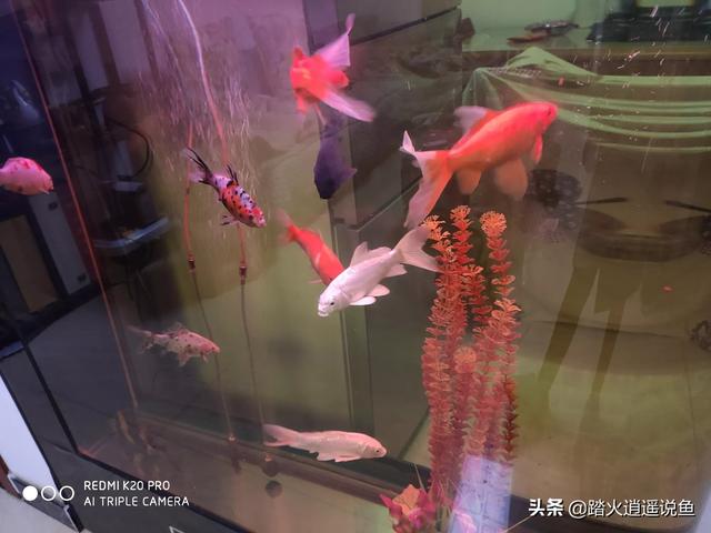 彩霞鱼生病了怎么办:我家的锦鲤生病了，怎么治？