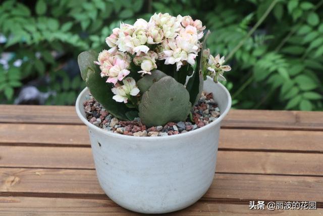 长寿花有毒吗:网上买的长寿花小苗叶子不是绿色的，嫩白嫩白，能养活吗？