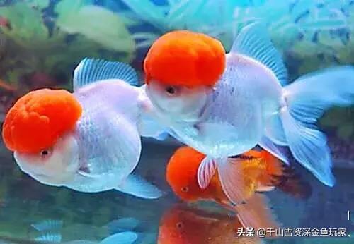 鹤顶红金鱼能和金鱼一起养吗:鹤顶红草金鱼适合放一起养吗？
