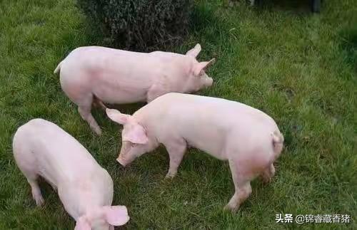最新猪病防治书籍:如何防治冬春季节多发猪病？