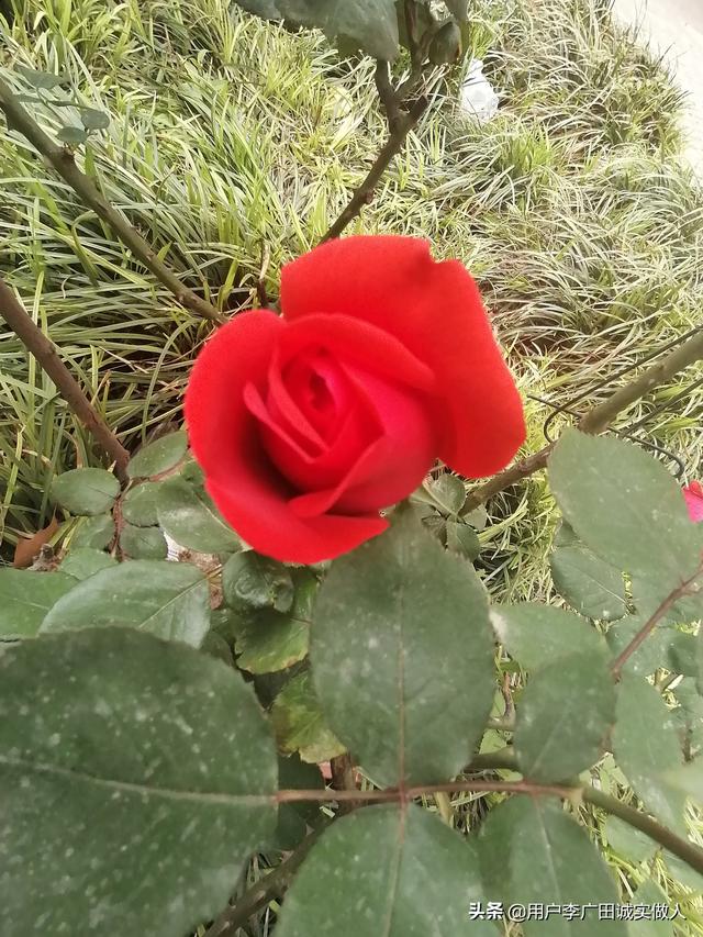 最香的几款月季品种是什么？插图48