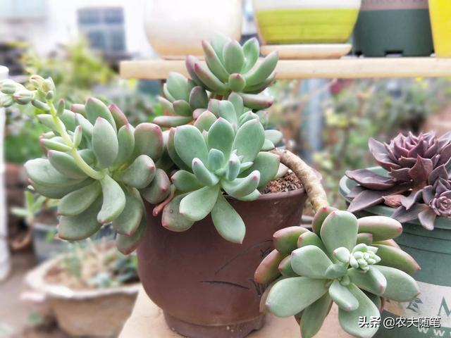 头条问答 养多肉也好几年了 现在是能养活了 但是为什么总是不出状态呢 14个回答