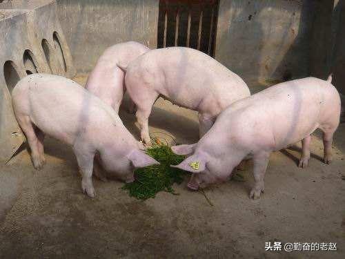 斯格配套系猪品种:体型猪和普通猪有什么区别？