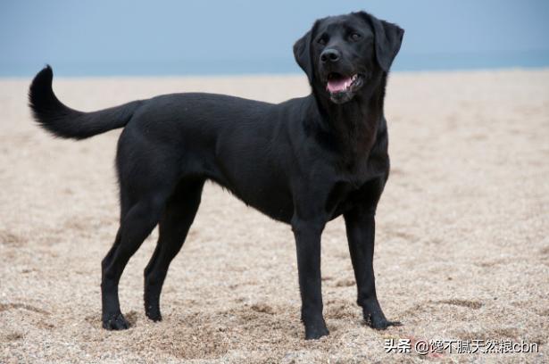 黑拉不拉多犬比别的色贵吗:拉布拉多黑色好还是白色好？