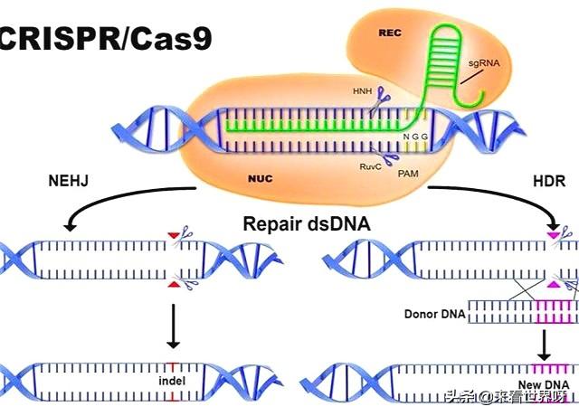 为什么要阻止人类基因编辑研究,完美的基因不好吗?