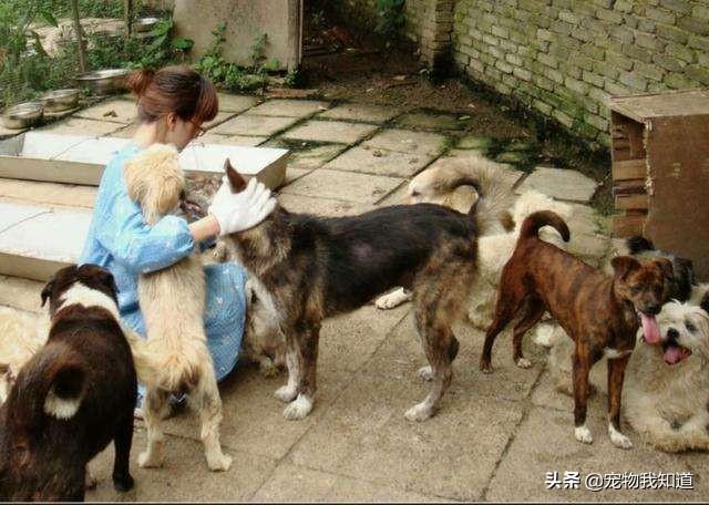 一头救助犬的最后遗言:在一个十八线小县城开一个流浪狗收容所，可不可行？ 救助犬的最后遗言
