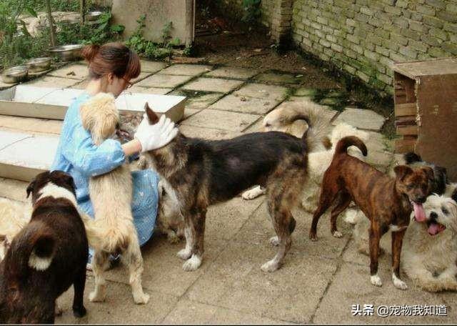 爱心夫妇捐赠幼犬:900块钱能救一条宠物犬，但是也能救好多土狗，你会怎么做？