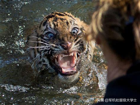 懒猴咬了一口用打针吗:被懒猴咬了该怎么办 被老虎咬了一口要去医院打针吗？