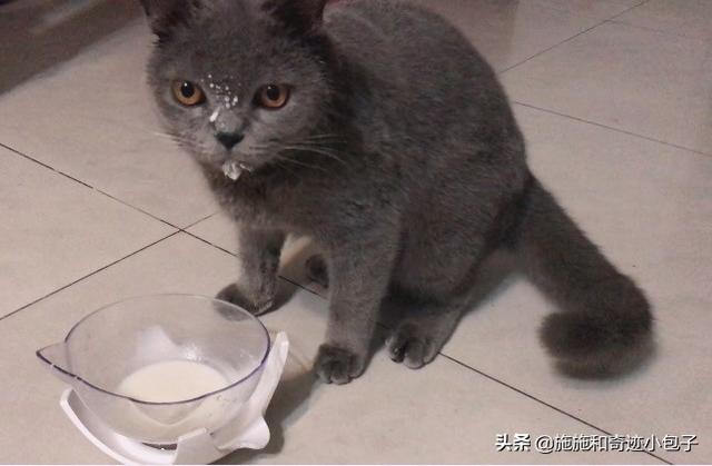 麦德氏inplus和incat:国产宠物专用奶粉哪家比较好？