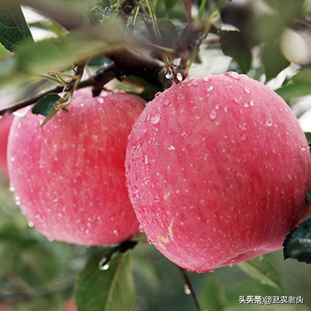 请你说出苹果滞销的原因有哪些？