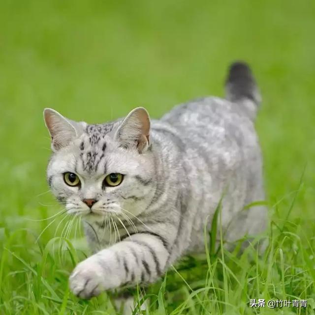 猫舍卖猫这行业为什么这么暴利？