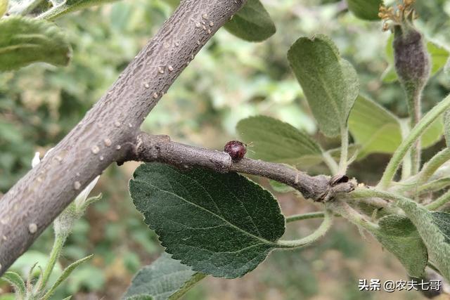黑色介壳虫怎么根除:根粉介壳虫怎么根除 苹果树的介壳虫爆发了，这个时期该怎么治疗？