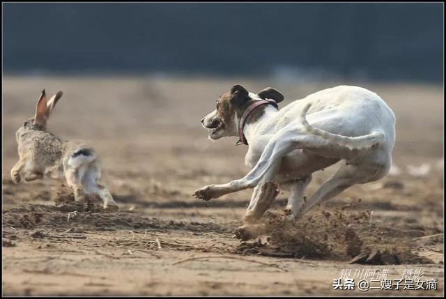 实拍细狗撵兔子:细狗撵兔子视频 细狗跑着跑着死了是什么原因？