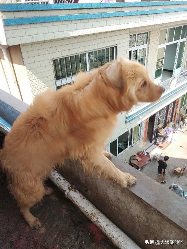 看门犬什么最好:有60平米左右的院子，老婆怕狗，想看家护院的狗狗，什么好？