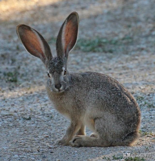 宠物出口:澳大利亚为什么不发展兔养殖业出口兔产品？