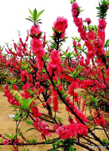 唐伯虎的诗:唐伯虎的《桃花庵歌》好在哪？