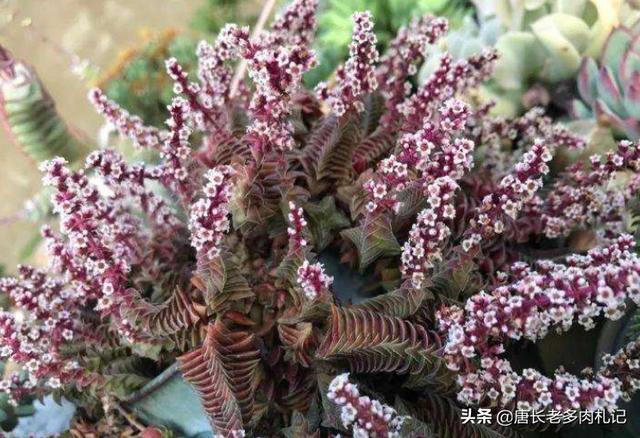 茜之塔开花后怎样处理:多肉植物钱串和茜之塔开花怎么处理？