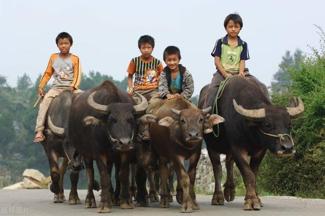 济宁 肉食狗 基地:济宁有养肉食狗的吗 养殖肉狗有哪些比较好的建议？