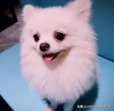 博美犬怎么养:博美一岁了，一天喂几顿？