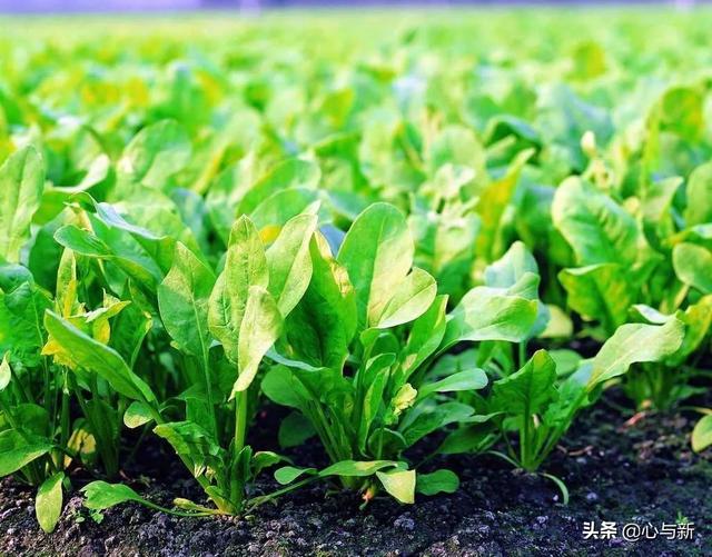 头条问答 明天要在小菜园里种菠菜 油菜 有什么注意事项 需要提前浇水吗 赣鄱农事的回答 0赞