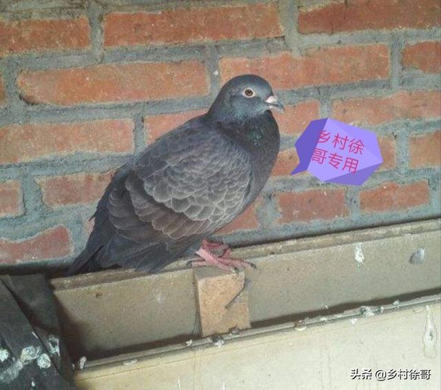 鸽子嗉囊炎该如何防治？插图