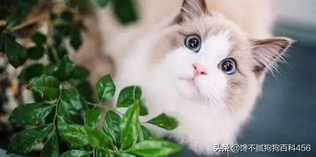 素力高海藻粉对猫咪的作用:哪些猫咪生活不能自理，流浪就无法生存？