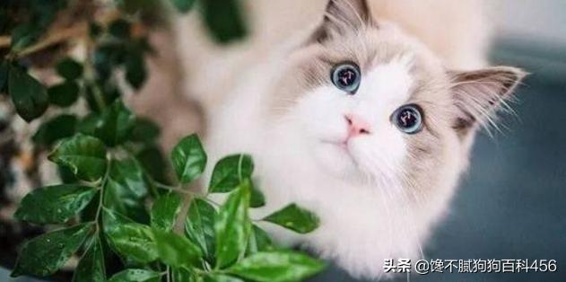 无毛猫价格多少钱:哪些猫咪生活不能自理，流浪就无法生存？