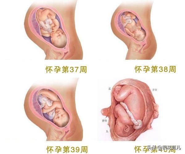 男子活剖孕狗拍视频截图:怀孕38周了，可以剖腹了吗？该怎么做比较好？