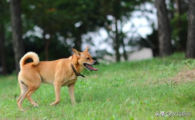 适合家养宠物犬的种类:现在在农村养狗狗，有哪些品种适合？